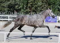 W JARA FS, MEJORES MOVIMIENTOS EN YEGUAS DE 5 Y6  A Y CAMPEONA ABSOLUTA DE FUNCIONALIDAD (Copiar)